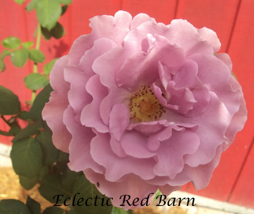 Full Blooming Pink Rose