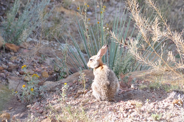 rabbits Palmer Park Colorado Springs coloradoviews.filminspector.com