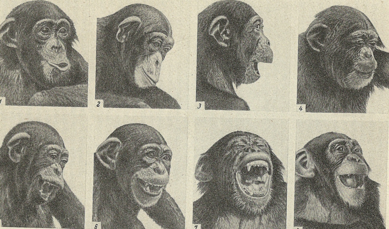Отличия эмоций человека от эмоций животного. Выражение эмоций у человека и животных. Эмоции обезьяны и человека. Эмоции шимпанзе. Мимика приматов и человека.