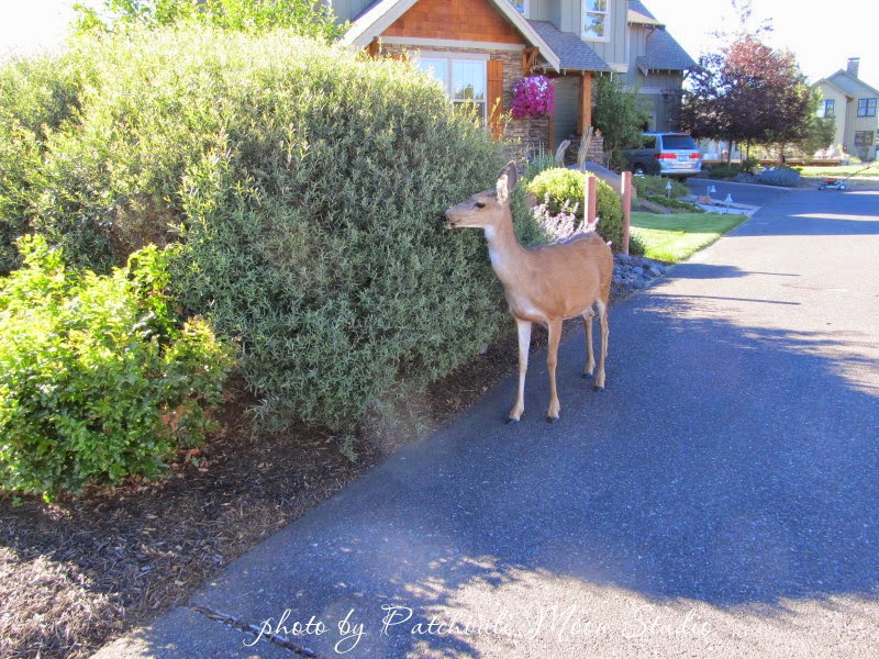 Patchouli Moon Studio~Deer Snacking on Shrub