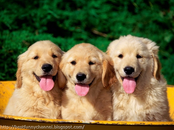 Three cute puppies.