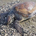 Νεκρή Πρασινοχελώνα Μύδας εντοπίστηκε στην παραλία Καναλίου