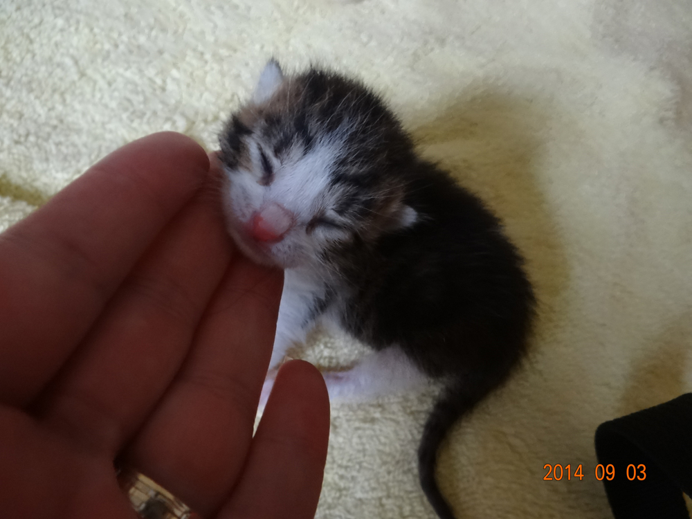 yavru kedi nasıl beslenir