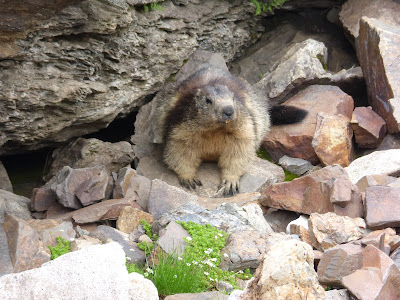 marmota marmota