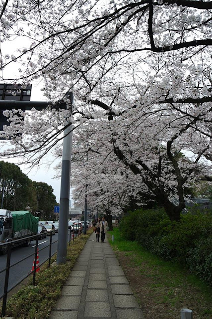 Cherry Blossom Spot Chidorigafuchi Tokyo Japan