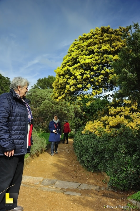 félicienne, valérie et chantal blachier sous les mimosas du rayol photo Pascal Blachier