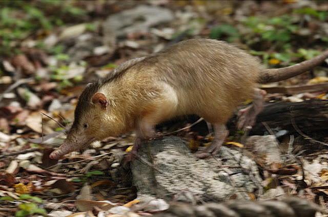 Solenodon Cubano Solenodon Cubano