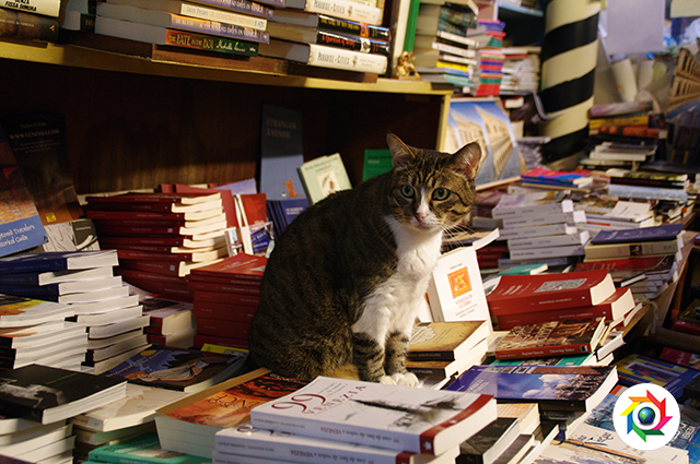 Libreria Acqua Alta di Venezia gatti