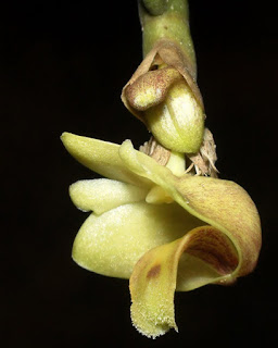 Lan Hoàng thảo tai hổ - Dendrobium leonis (Lindl.) Rchb.f.