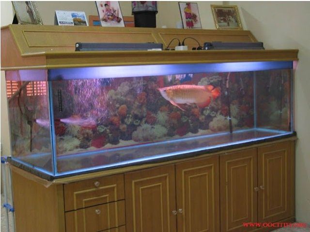 Cara Membuat Tutup Aquarium Minimalis Cara Membuat Tutup Aquarium Minimalis