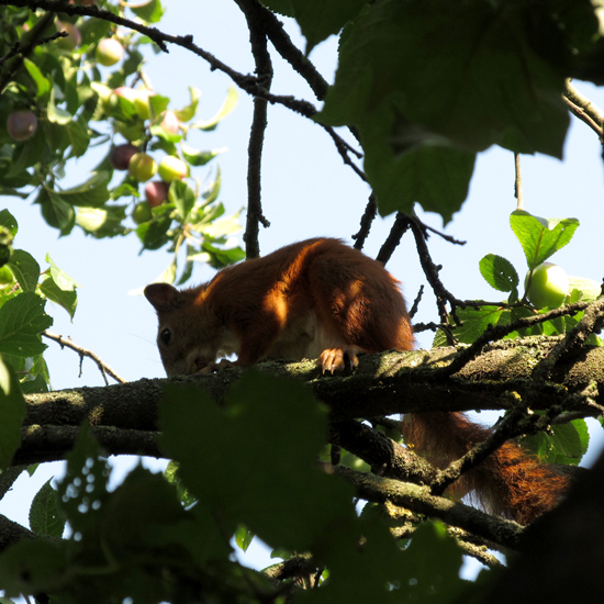 Squirrel, фото