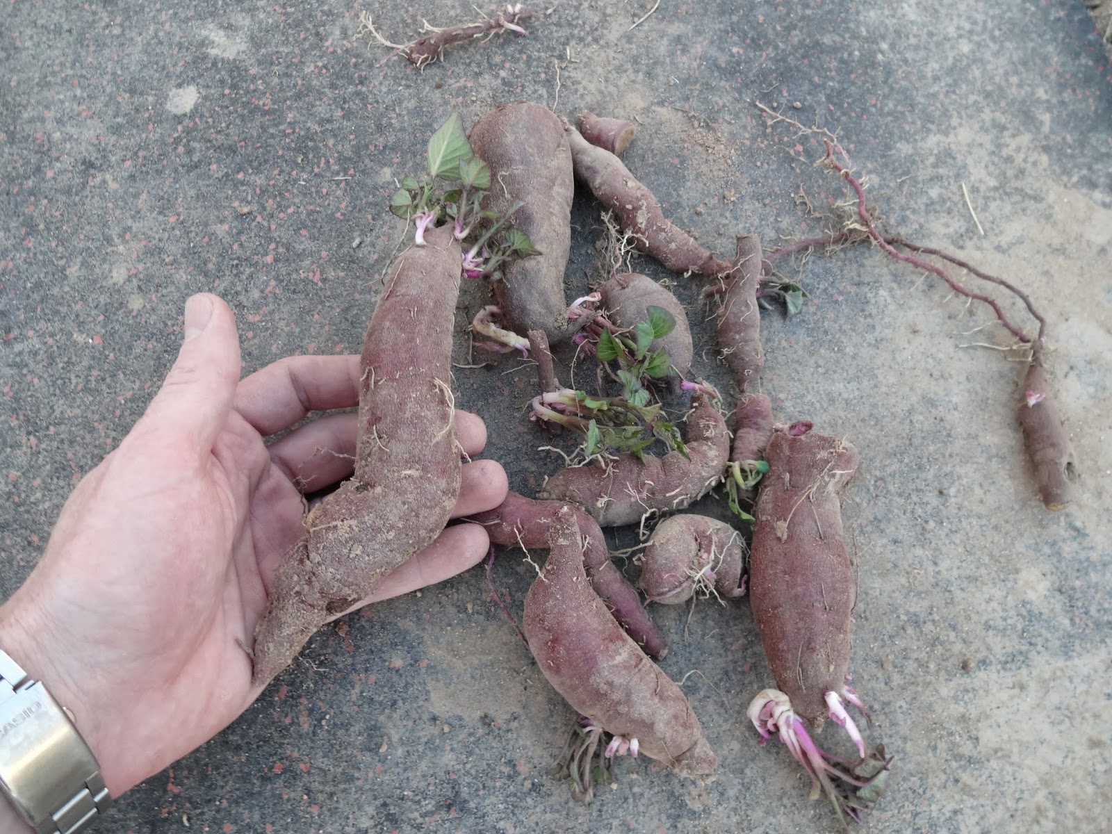 the-scientific-gardener-2-1-14-3-1-14