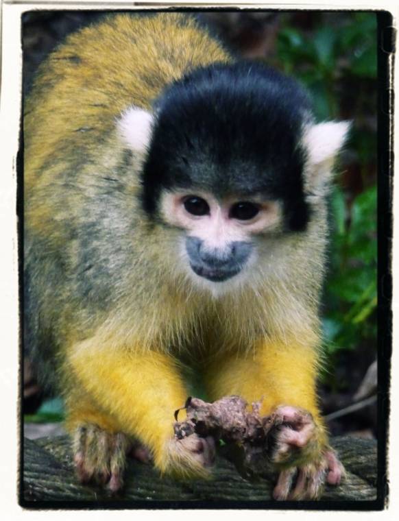 Squirrel Monkeys At London Zoo: So Adorable Just Look