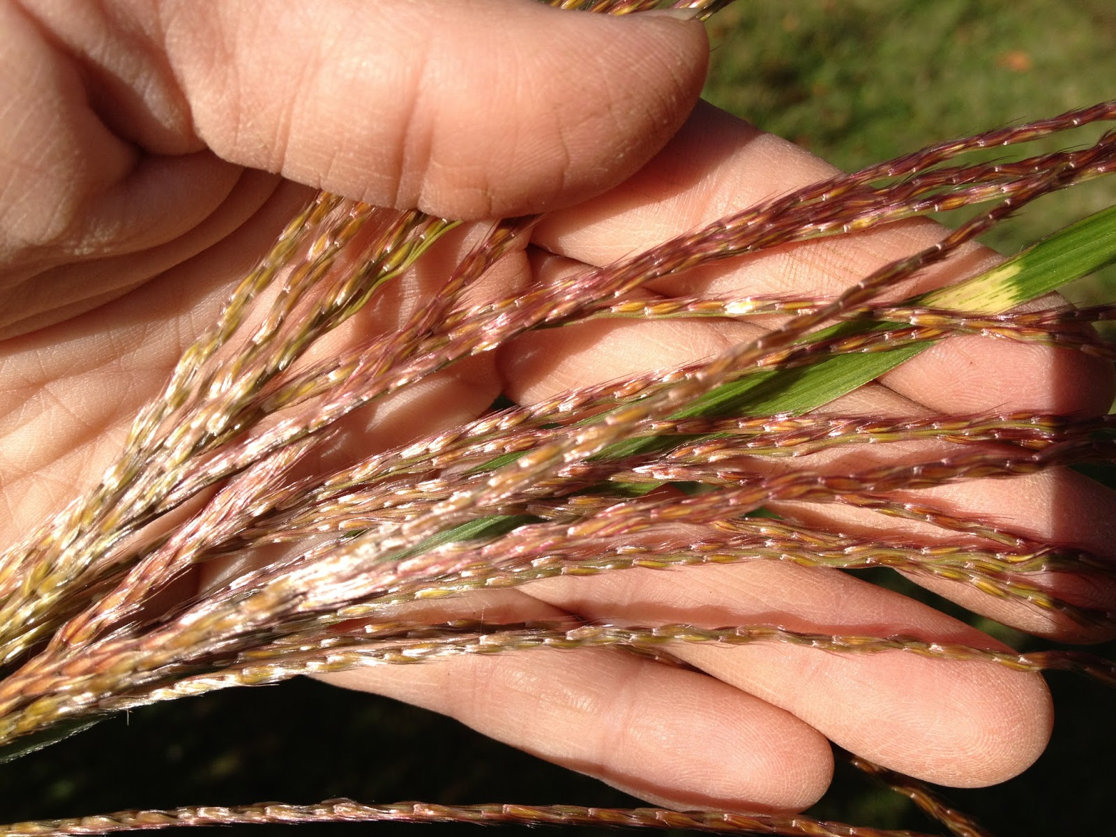 Caring for ornamental zebra grass - Feathers in the woods