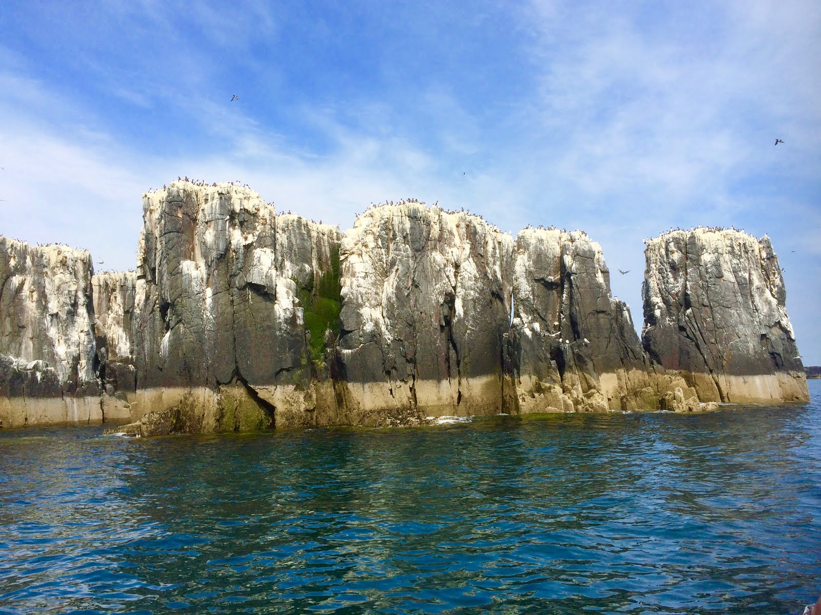 Days out in the Borders The Farne Islands