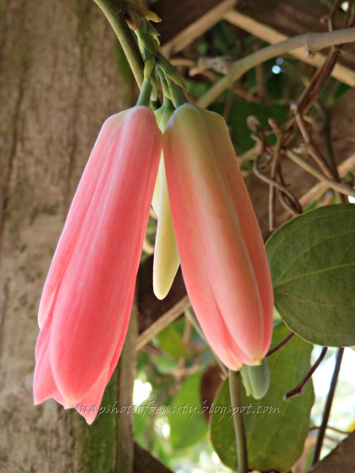 Snapshots of Beauty HOTHOUSE FLOWERS IN THE BUSH