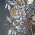 MEIO AMBIENTE / Centenas de peixes mortos são encontrados no açude de Serrolândia/Ba