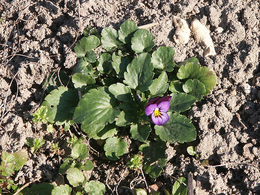 Loire Valley Nature Wild Pansy Viola tricolor