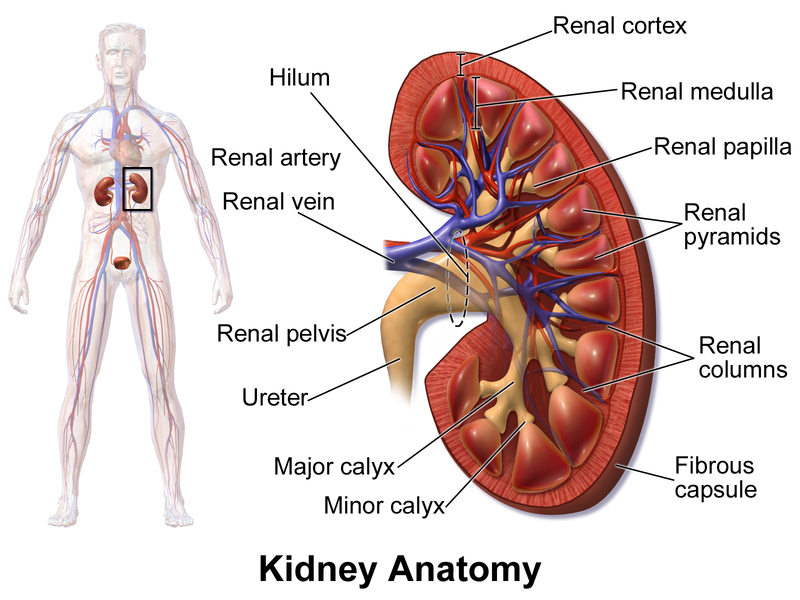 MEDICINE Blood and nerve supply for the kidneys
