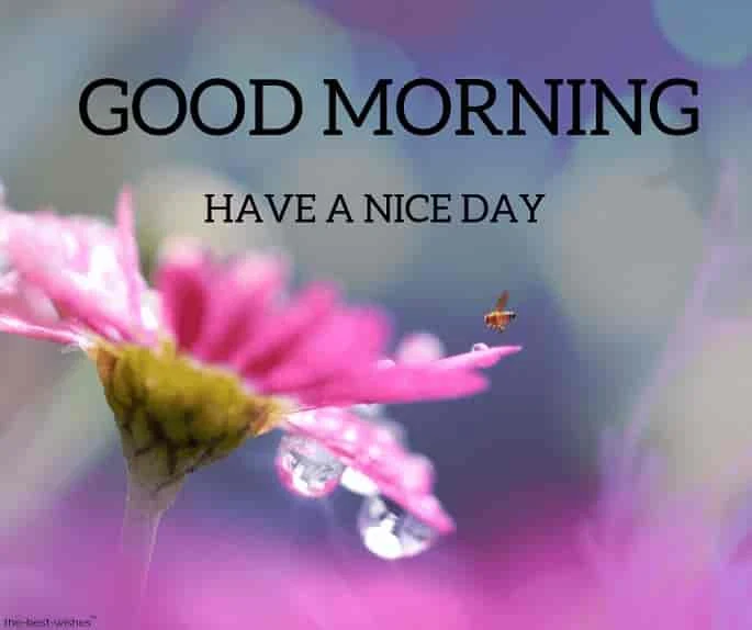 good morning image with pink flower dew on petal