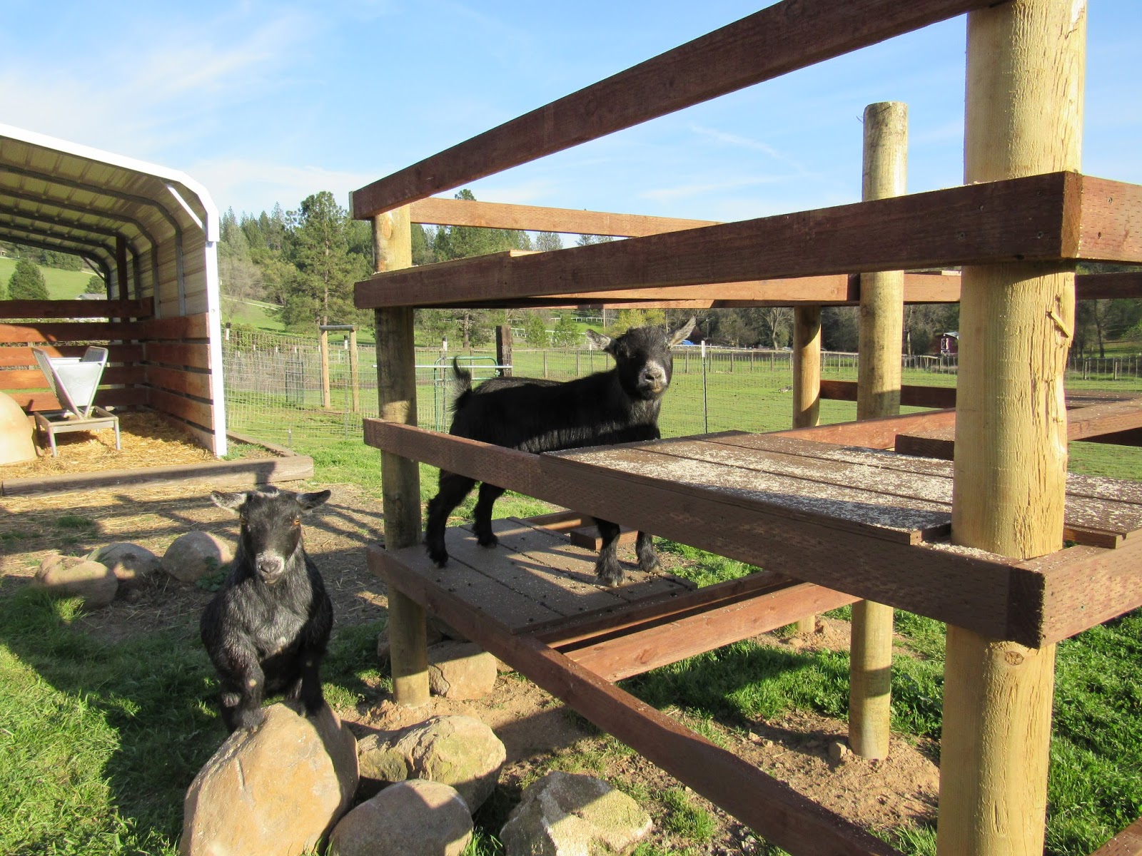 News from Oak Creek Ranch Climbing Toy for the Goats