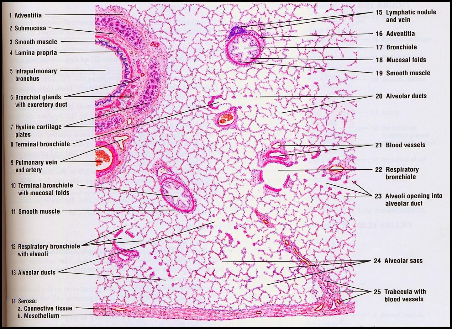 Respiratory System Respiratory System