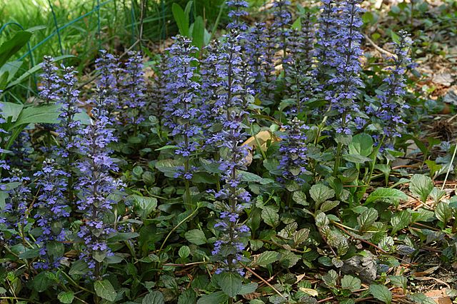 640px-Ajuga_reptans%2Bcommon.jpg