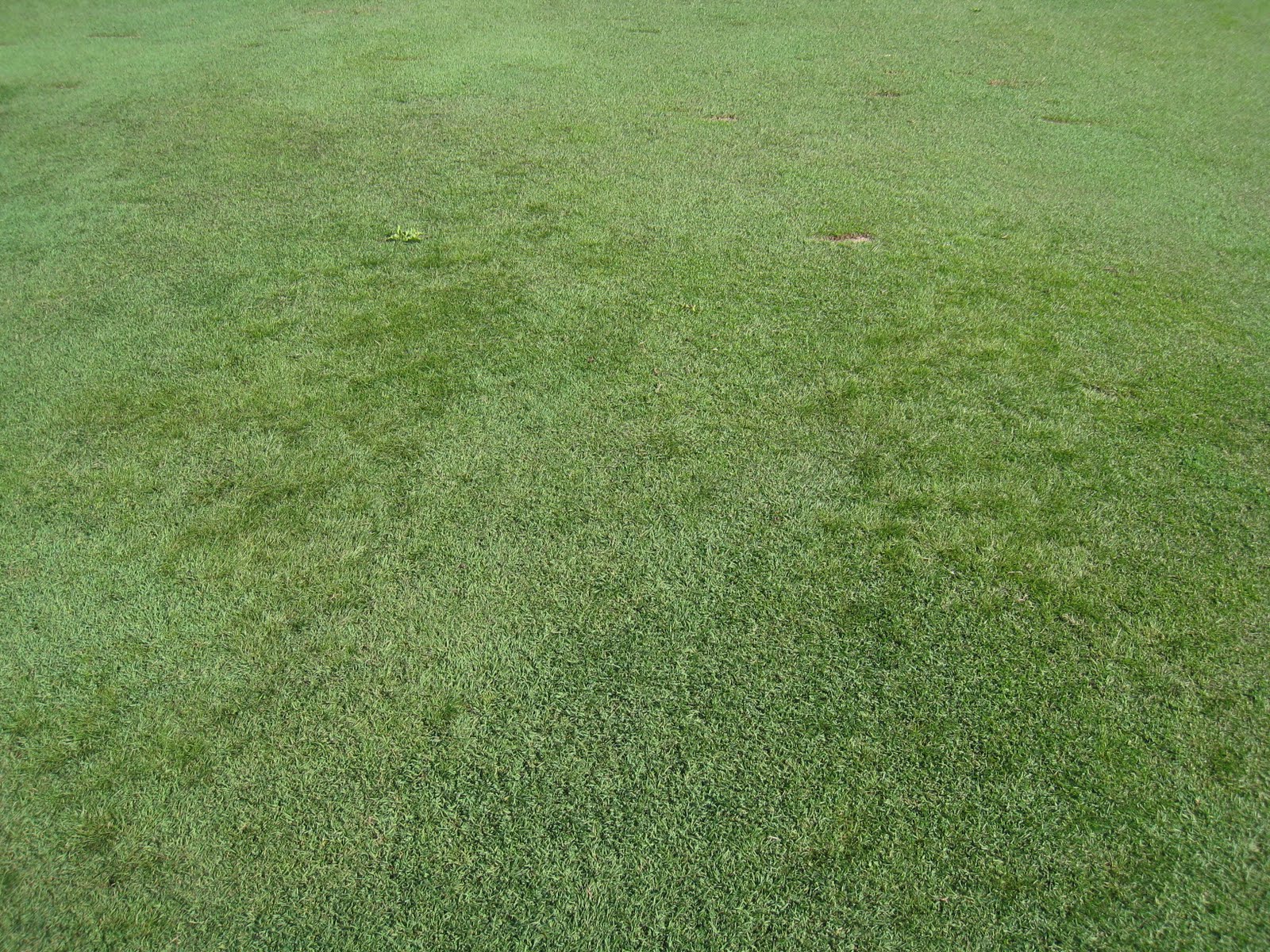 Using Fine Fescue as a Solution to Fairway Dry Spots at Northland