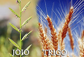Joio ou trigo?