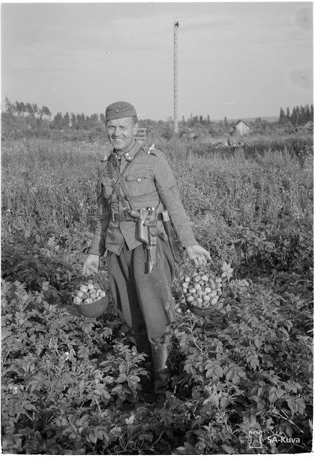 Finnish soldier collecting potatoes, 14 August 1941 worldwartwo.filminspector.com