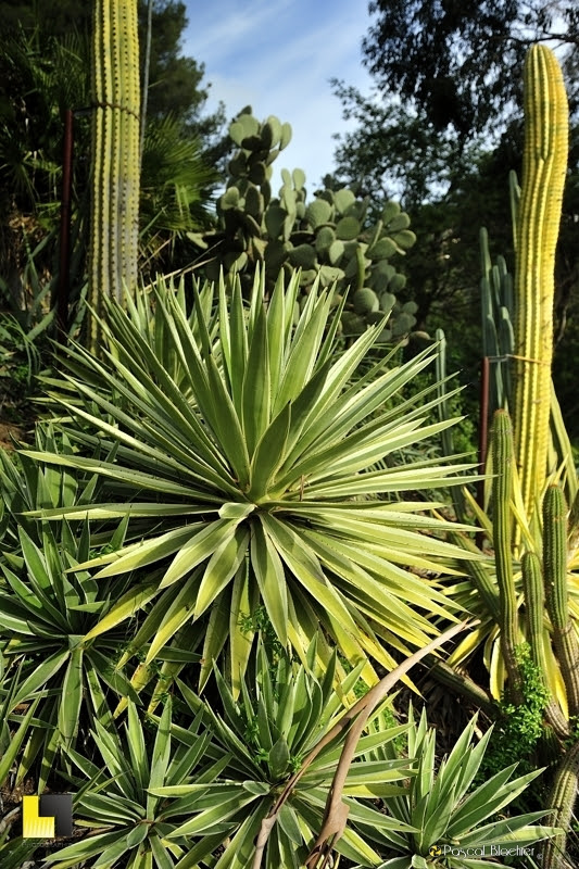 yuccas domaine du rayol photo Pascal Blachier