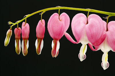 Pink bleeding hearts - Corazones sangrantes de color rosa 