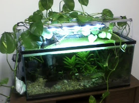 Pothos Aquarium for nitrate removal