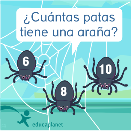 ¿Cuántas patas tiene una araña?  ilustración arañas Eva Barcelo Mallorca