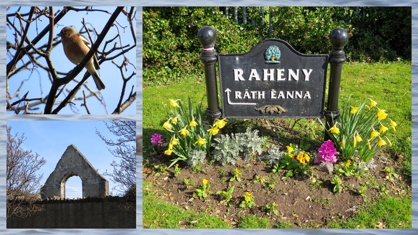 Chaffinch, old church wall and town sign in Raheny