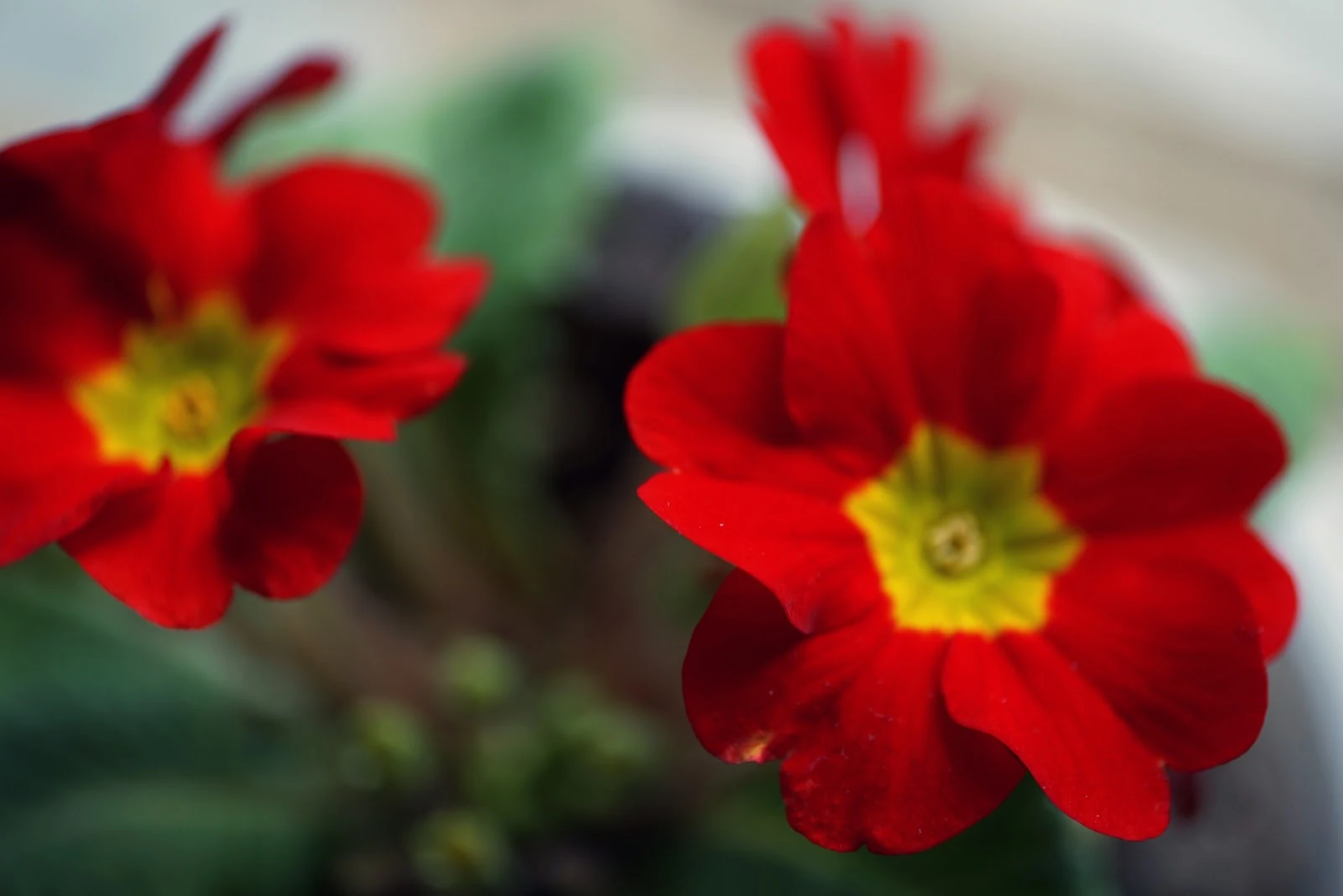 赤くて小さめの花