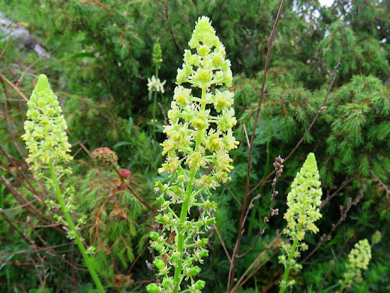Rezeda żółtawa (Reseda luteola) rezeda