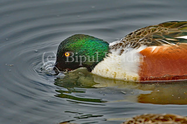 Mallard - Male Mallard - Male