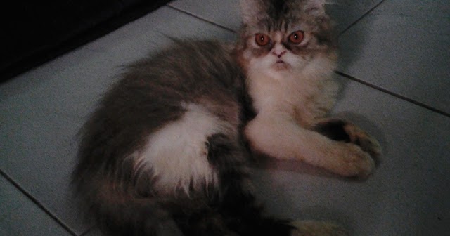 Cara Mudah Merawat Kucing Persia Bagi Pemula Go!! Finance ID
