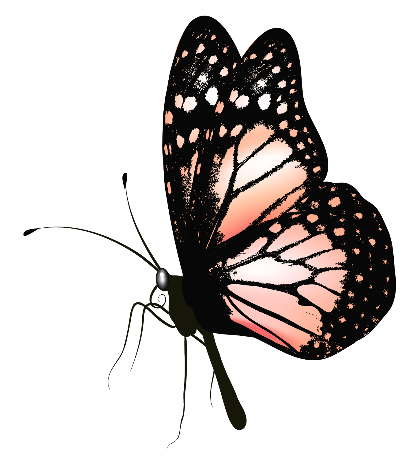 Без цветной рисунок. Бабочка рисунок. Красивые бабочки на прозрачном фоне. Бабочка рисунок на прозрачном фоне. Бабочки на белом фоне.