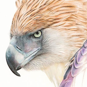 01-Eagle-Martin-Aveling-Animal-Portraits-www-designstack-co
