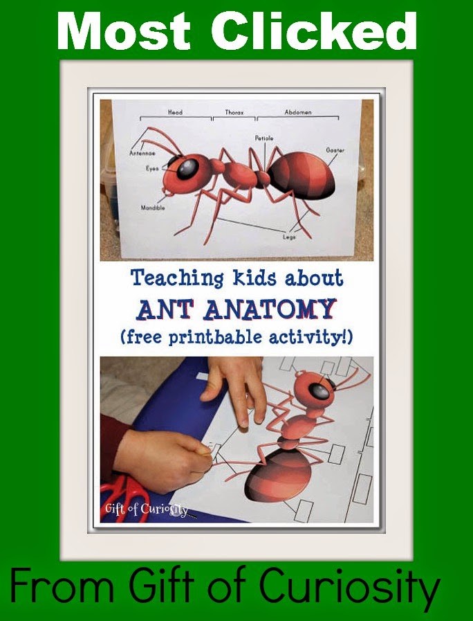 http://www.giftofcuriosity.com/teaching-kids-about-ant-anatomy/