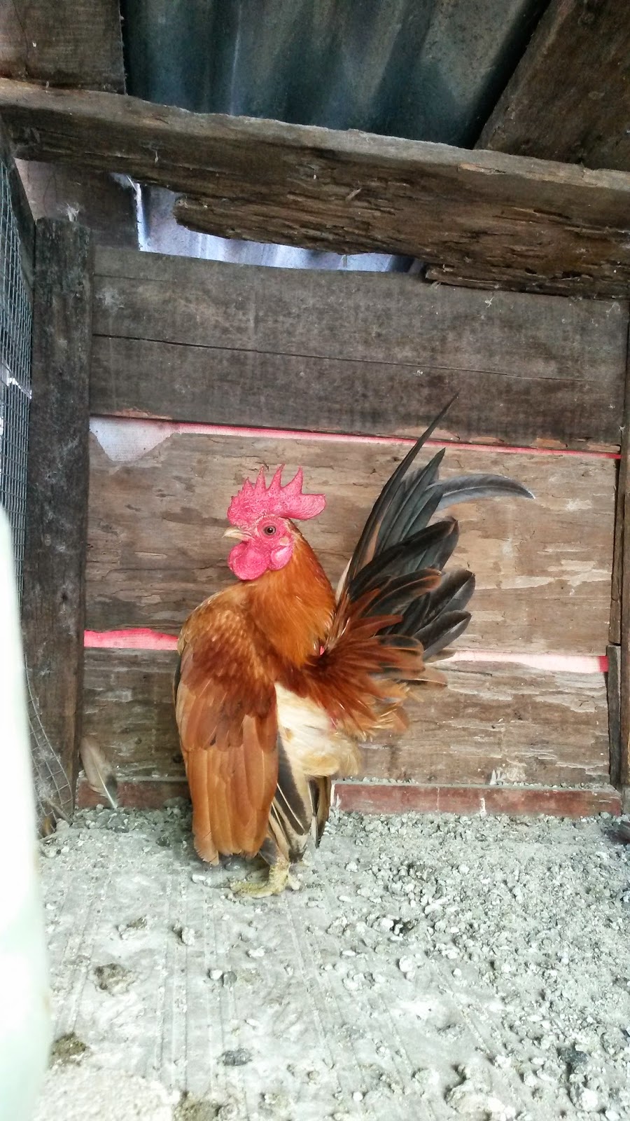  Serama Kuala Bator Ayam serama jantan warna oren terang 