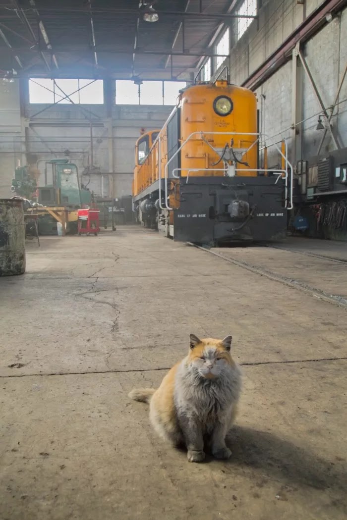 Meet Dirt, The Adorable Nevada Railway Cat That Always Looks Dirty