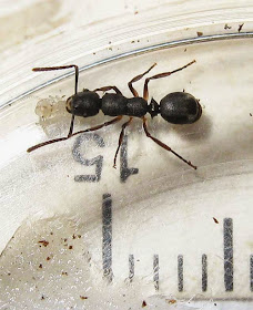 Echinopla ant