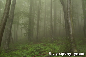 Маршрут на Серединний хребет - ліс у сірому тумані Ліс у сірому тумані
