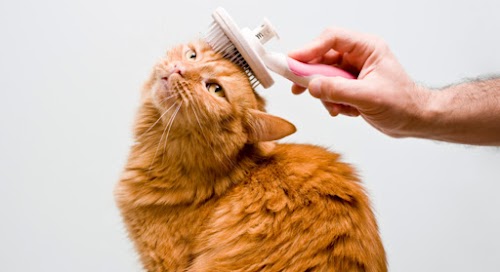 How To Regrow Cat’s Hair Faster After Damage How To Regrow Cat’s Hair Faster After Damage