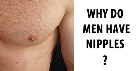 why do men have nipples