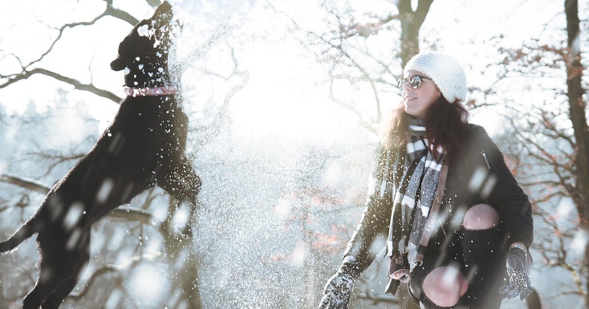 Questions To Ask About a Dog Kennel Before Boarding