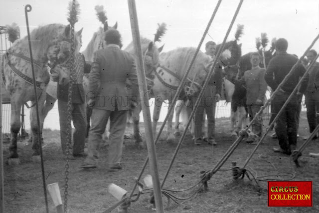 Harnaché et emplumés les chevaux et les palefrenier du Cirque Bouglione  attendent pour entrer dans le chapiteau et participer a éa représentation du Cirque Bouglione 1962